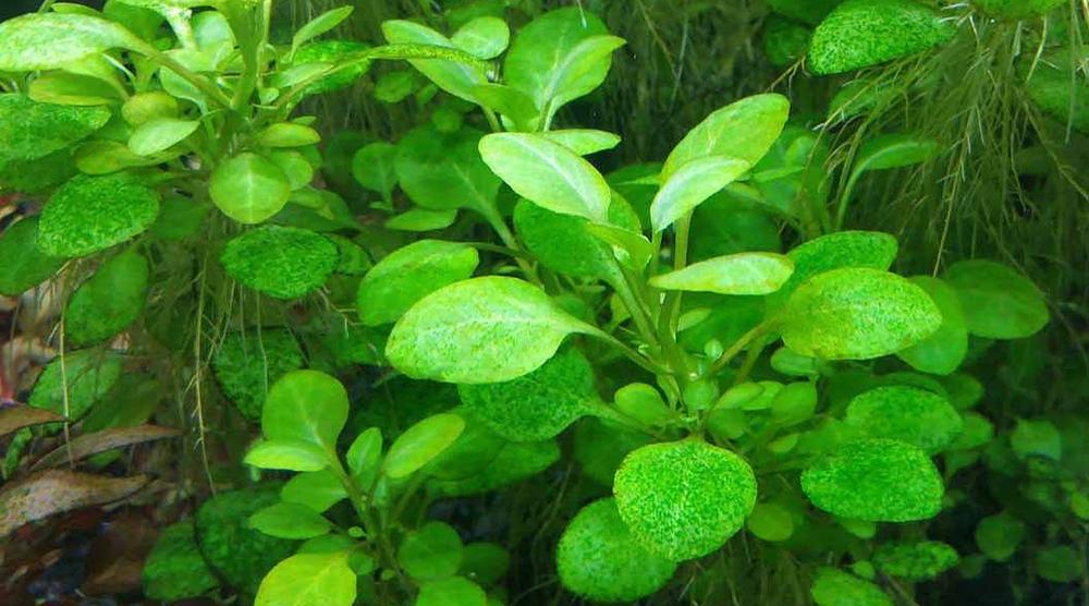 斑点状 スポット状 コケ おすすめ 対策 APT FIX 水槽 水草