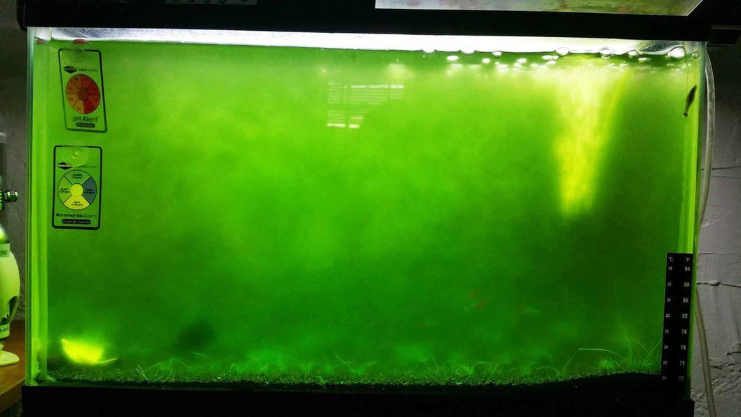 アオコ 水槽 グリーンウォーター おすすめ 対策