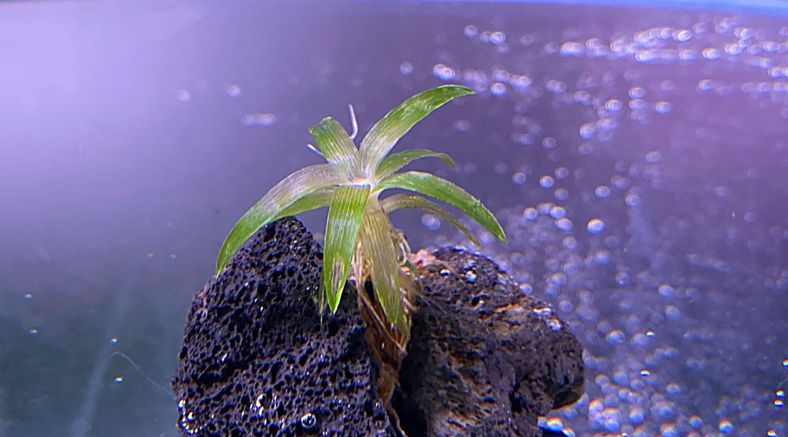 水草の育て方について - THE 2HR AQUARIST JAPAN