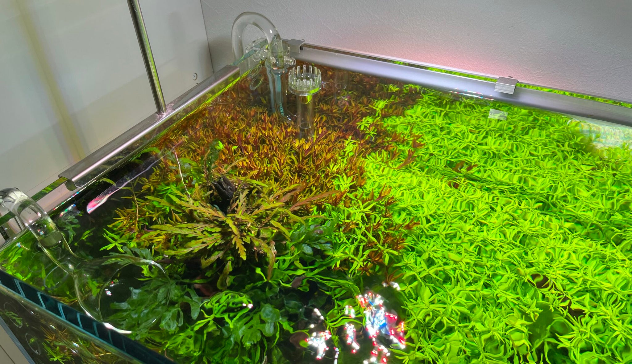 2HR Wayをマスターする【機材編】 - THE 2HR AQUARIST JAPAN