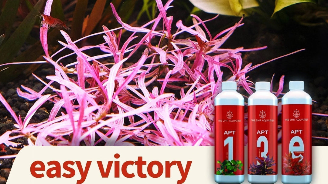 THE 2HR AQUARIST　APT液体肥料