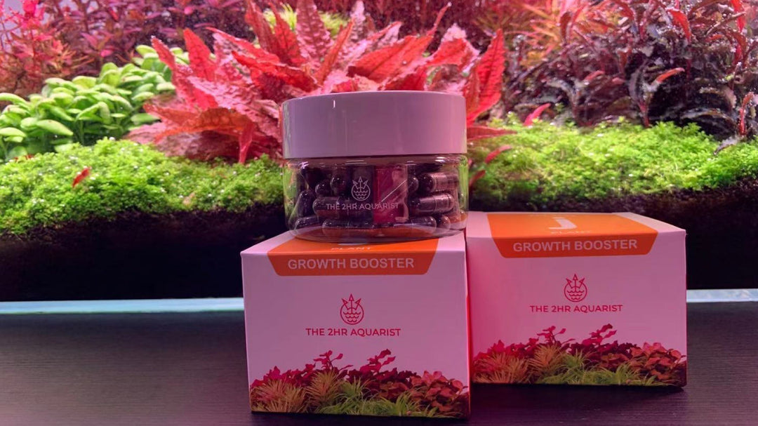 水草 固形肥料 おすすめ