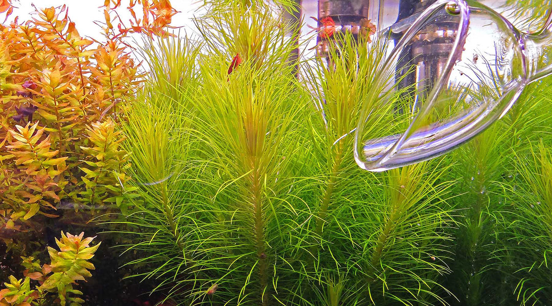 ポゴステモン・エレクタス 育て方 CO2 液体肥料 育成 レイアウト 植え方 トリミング カット コケ
