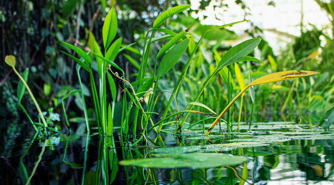 有茎草 おすすめ 間伸び 水草