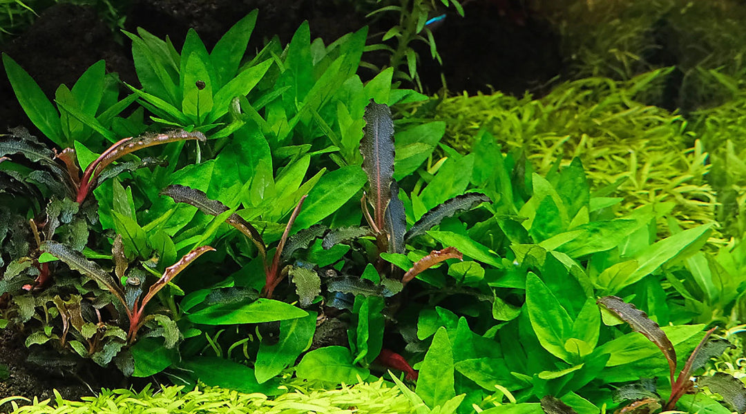 ストロギネ・レペンス 育て方 植え方 レイアウト 枯れる トリミング