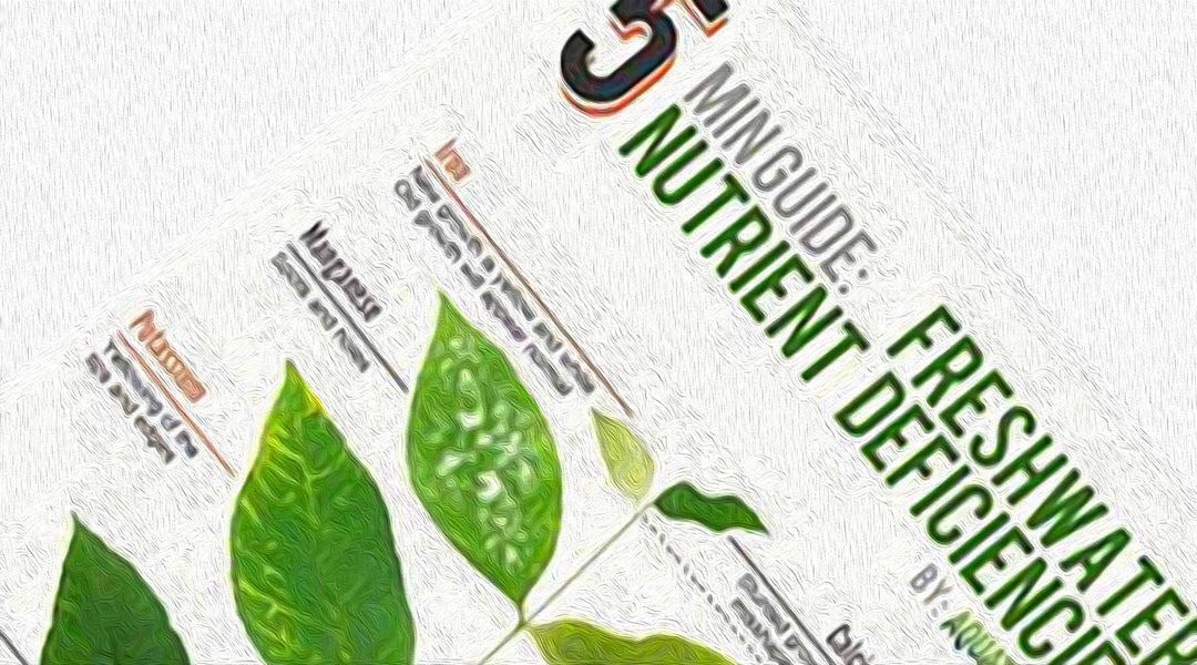 水草 栄養不足 枯れる 溶ける 穴