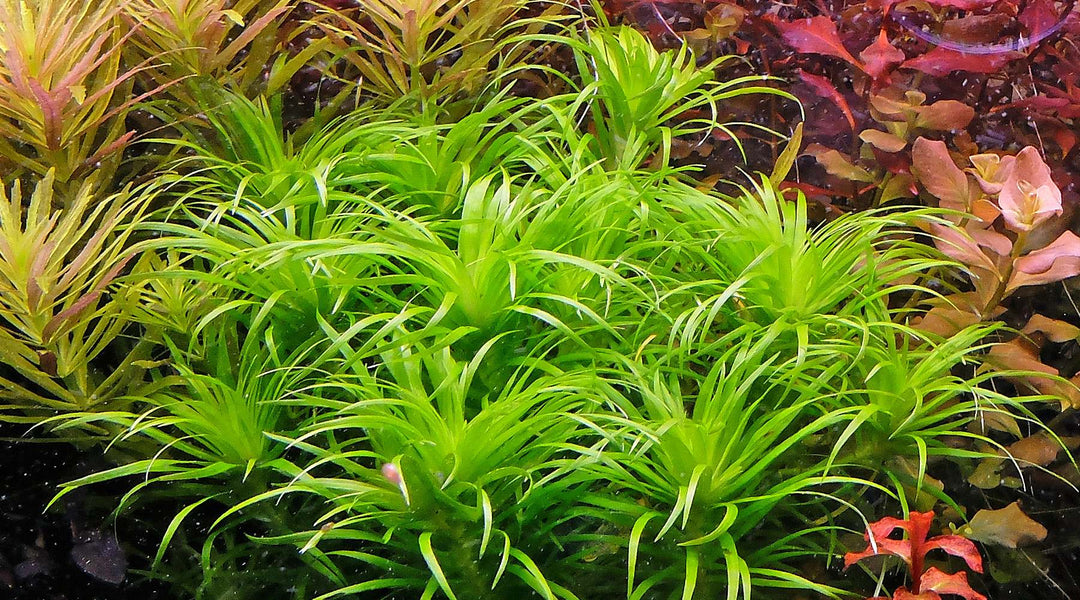 トニナ ベレン 育て方 CO2 液体肥料 育成 レイアウト 植え方 トリミング カット 難しい