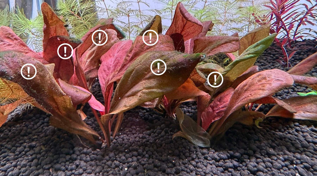 サモラス・パルビフロルス・レッド