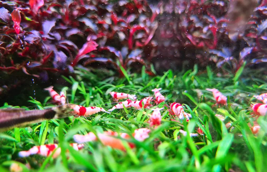 水草水槽におすすめAPTシリーズ - THE 2HR AQUARIST JAPAN