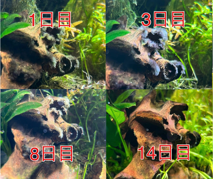 水草にやさしい 水草水槽用コケ取り剤 APT FIX II（LITE）