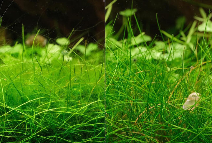 コケ 水槽 アクアリウム コケ取り剤