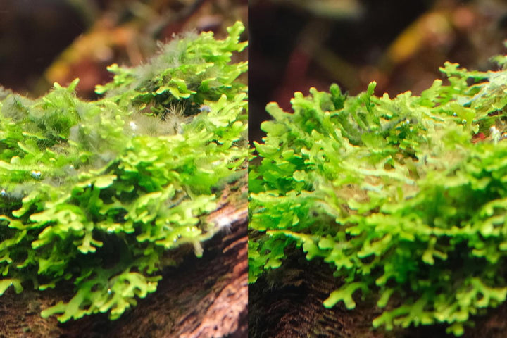 コケ 水槽 アクアリウム コケ取り剤