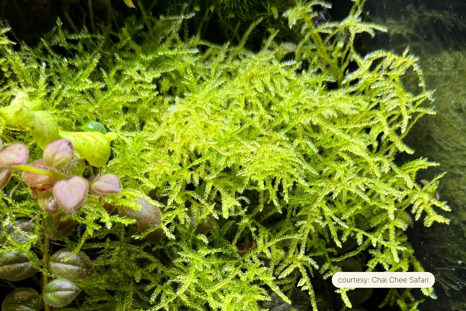 真植生体水 50ml Concentrated Aquatic Planting Media | Microbe-Lift