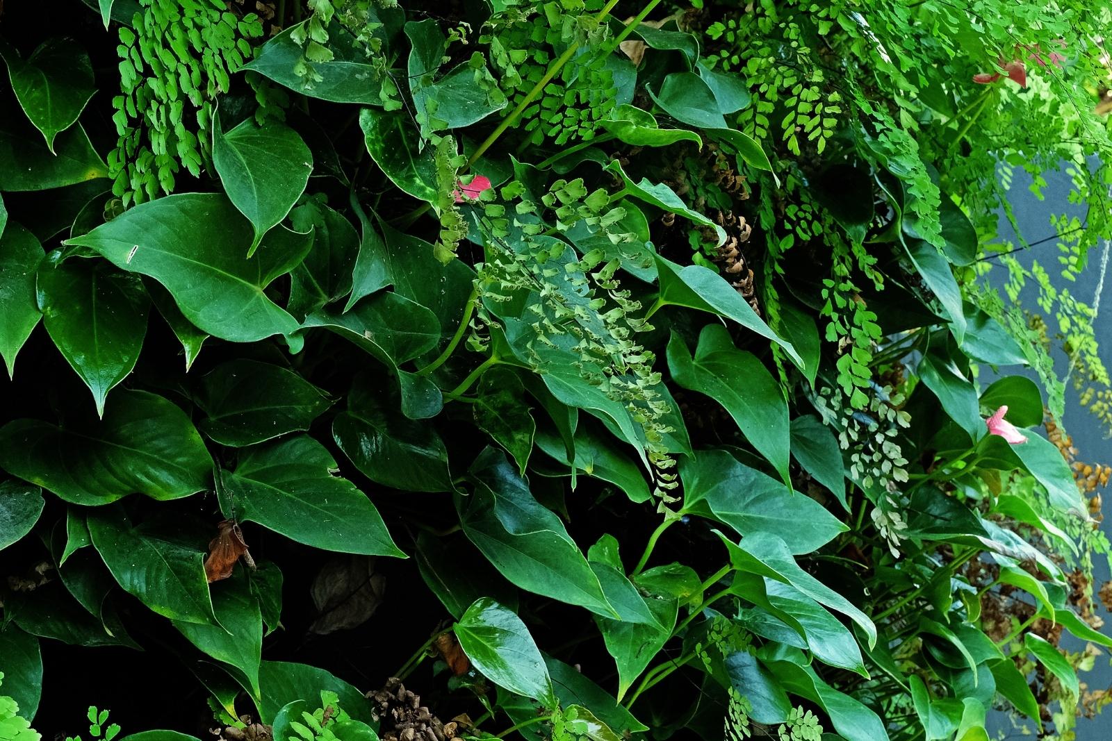 APT DEW葉面散布で健康な植物を育てる