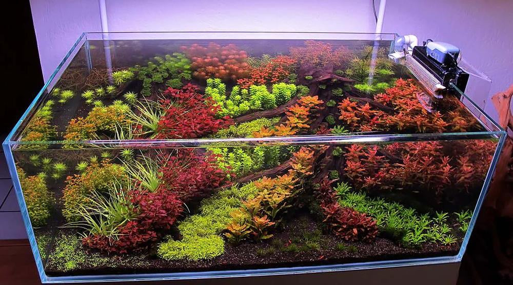 ホットトピック - THE 2HR AQUARIST JAPAN