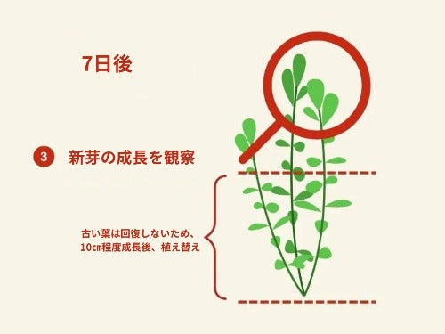 APT JAZZで水草の成長をサポート