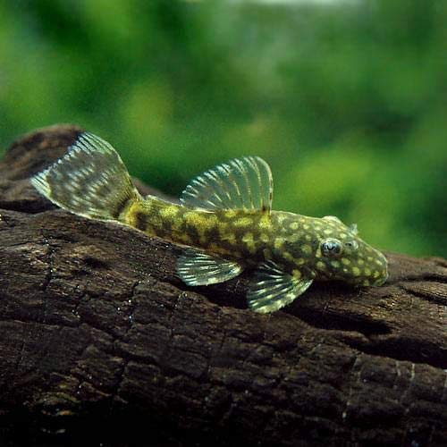 水草水槽におすすめのコケ取り生体 - THE 2HR AQUARIST JAPAN