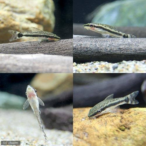 コケ取り おすすめ オトシンクルス