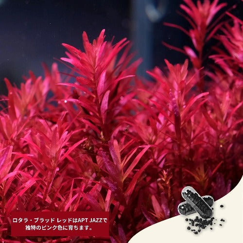 水草 おすすめ 固形肥料 水槽 ADA APT JAZZ